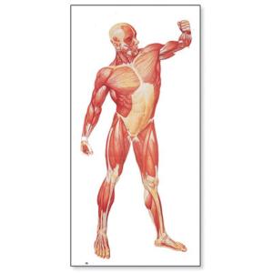 3B Scientific® Musculature Charts