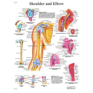 3B Scientific® Shoulder And Elbow Chart