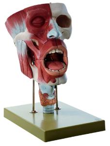 Somso® Cavities of Nose, Mouth, and Throat with Larynx