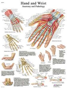 3B Scientific® Hand And Wrist Chart