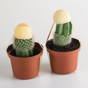 Cactus Grafting Kit