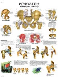 3B Scientific® Hip And Pelvis Chart