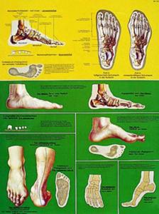 3B Scientific® Foot Chart