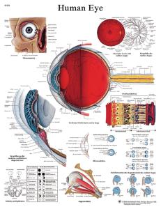 3B Scientific® Eye Chart