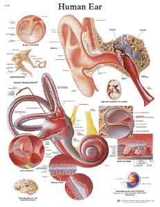 3B Scientific® Ear Chart