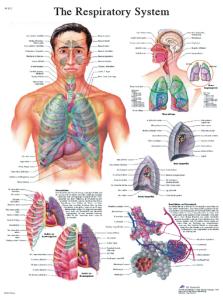 3B Scientific® Respiratory Chart