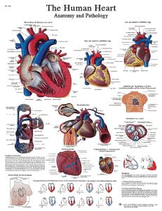 3B Scientific® Heart Chart