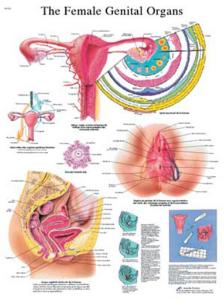 3B Scientific® Female Genitalia Chart