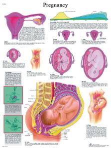 3B Scientific® Pregnancy Chart