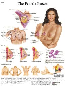 3B Scientific® Female Breast Chart