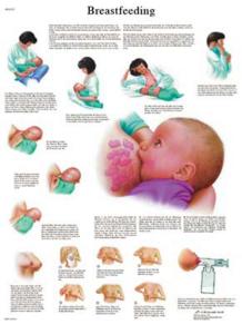 3B Scientific® Breastfeeding Chart