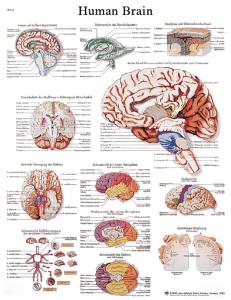 3B Scientific® Brain Chart
