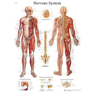 3B Scientific® Nervous System Chart