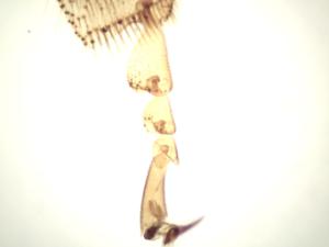 Honeybee Worker Leg, Composite Slide