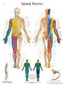 3B Scientific® Spinal Nerves Chart