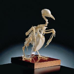 Ward's® Pigeon Skeleton