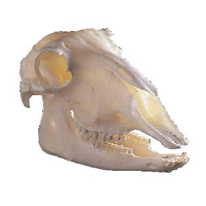 Sheep Skull, Ward’s®