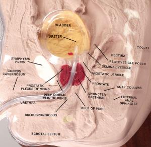 Life/form® Cath-Ed Training Models