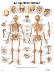 Planche de Sciences Recto Squelette Verso Corps Humain et Organes -, 9782747306775