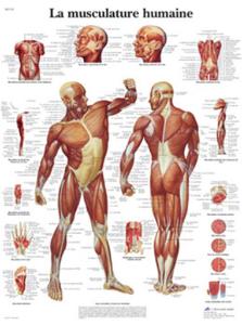 3B Scientific® La Musculaire Chart