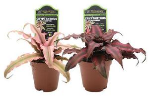 Cryptanthus