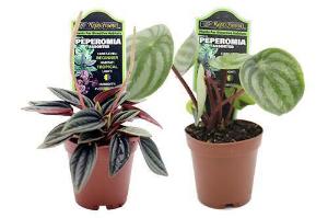 Peperomia