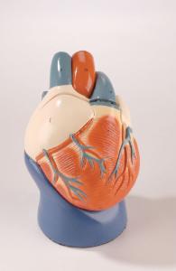 Denoyer-Geppert® 'Unbreakable' Heart Models