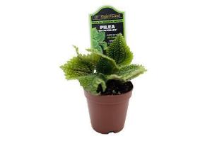 Pilea (Moon Valley)