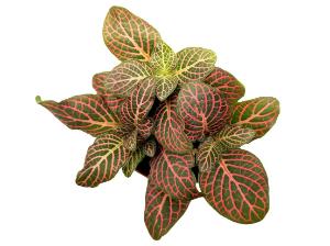Fittonia, pink