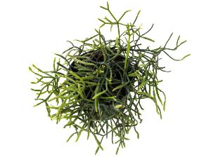 Rhipsalis