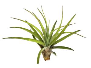 Tillandsia