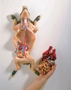 Ward's® Fetal Pig Model