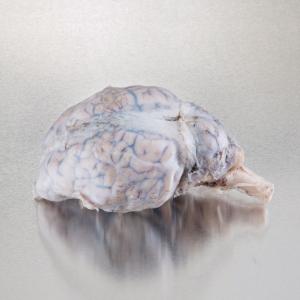 Sheep brain