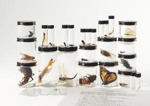 Science Olympiad: Entomology