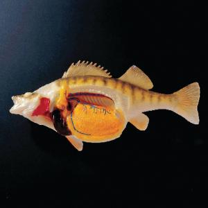 Ward's® Perch Model