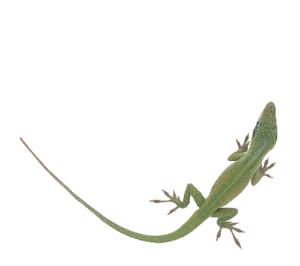 Ward's® Live Anoles (<i>Anolis carolinensis</i>)