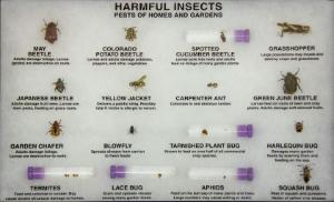 Harmful Insects