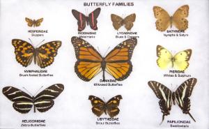 Butterfly Families