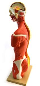Muscular open back torso