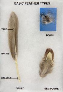 Basic Feather Types
