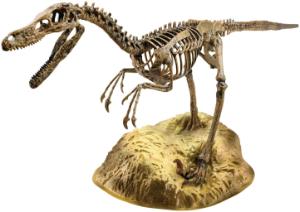 Velociraptor Skeleton