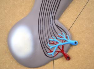 Pituitary gland (Hypothalamus)