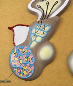 Pituitary gland (Hypothalamus)