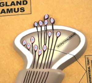 Pituitary gland (Hypothalamus)