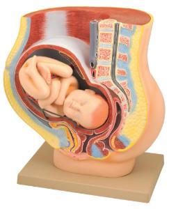 Pregnancy model with pelvis and fetus