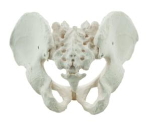 Pelvis models