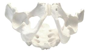 Pelvis models