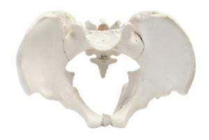 Pelvis models