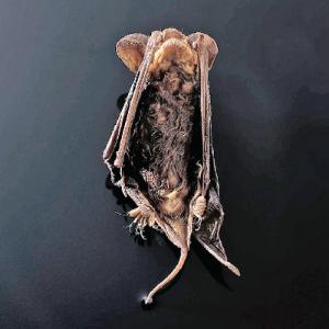Ward's® Preserved Bats