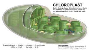 Photosynthesis and respiration model set